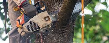 Best Tree Removal  in Erma, NJ