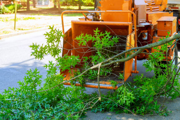 Best Organic Lawn Care Solutions  in Erma, NJ
