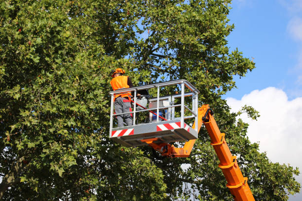 Trusted Erma, NJ Tree Services Experts