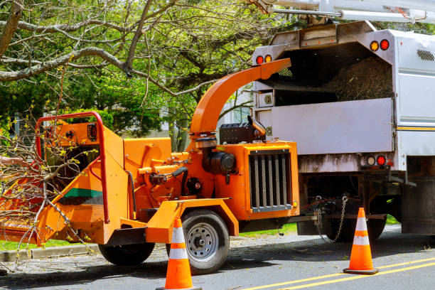 Best Tree Trimming and Pruning  in Erma, NJ