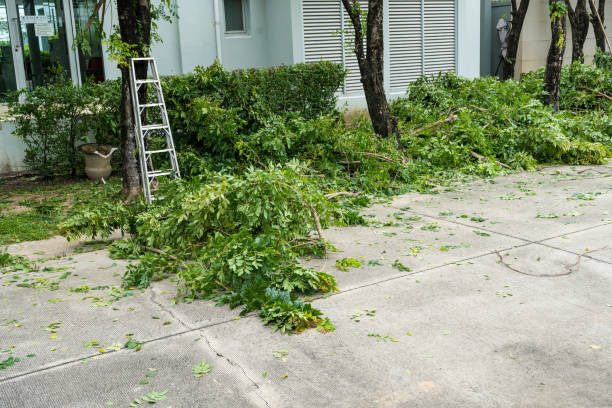 Best Palm Tree Trimming  in Erma, NJ