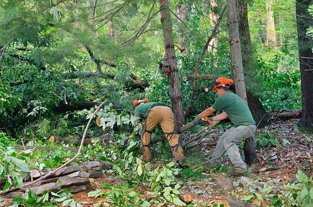 Best Tree Disease Treatment  in Erma, NJ
