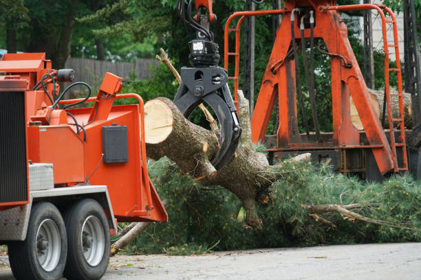Best Arborist Consultation Services  in Erma, NJ