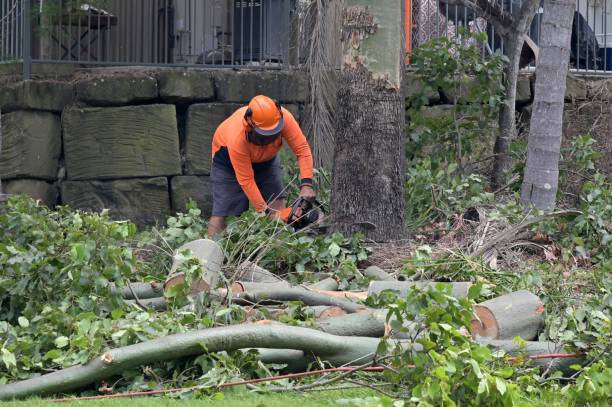 Best Tree Risk Assessment  in Erma, NJ