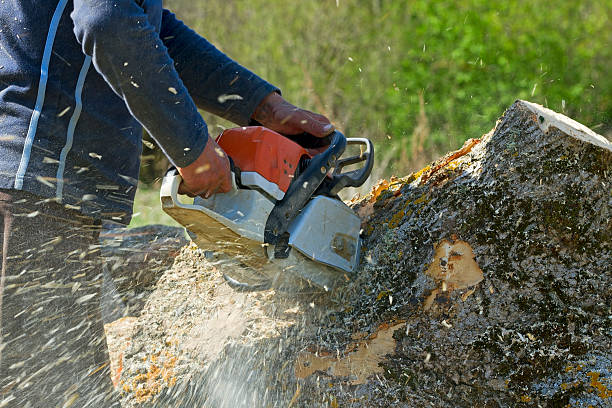 Best Tree Preservation Services  in Erma, NJ