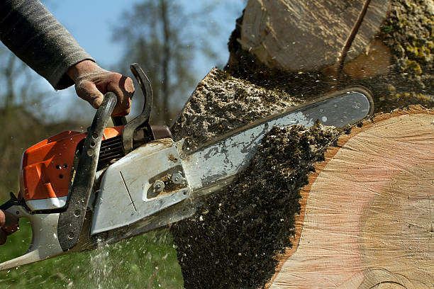 Best Commercial Tree Services  in Erma, NJ