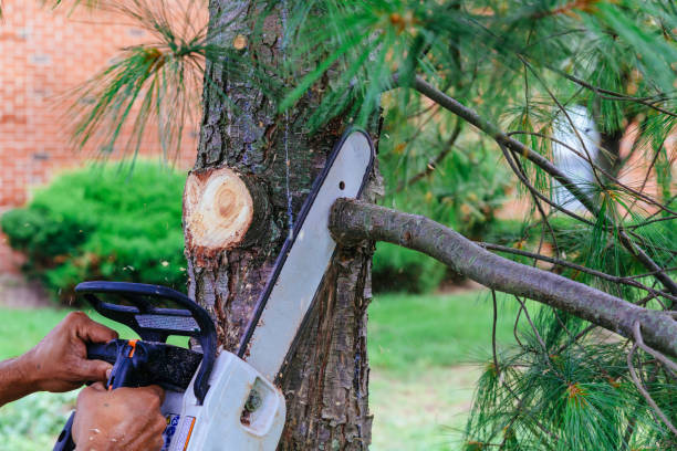 Best Hazardous Tree Removal  in Erma, NJ